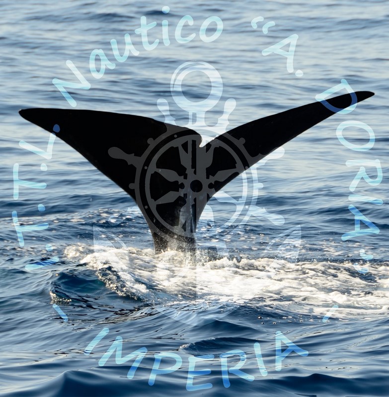 ITTL Doria: Whale Watching? Comandi!